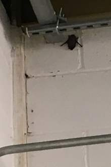 bat