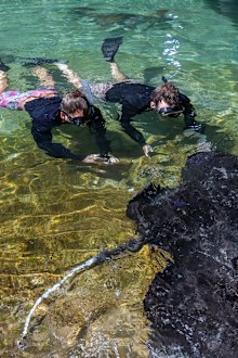 Daydream Island's Living Reef snorkelling experience