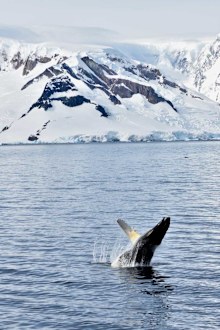 Antartica breaching humpback whale