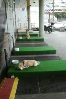 This dog appears to have made itself at home. (Twitter @debbiedoo22)