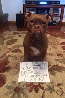 Nine-year-old pit bull Abby. (Facebook/Second Chance Rescue NYC Dogs/Nicole Wertz)