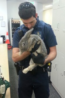 Senior Constable Ben Sier with what is definitely not a guinea pig. (Supplied: Queensland Police Service)