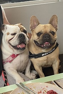Kate did not know what she would do if her partner kept their two dogs when they separated after seven years of being together.