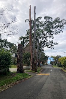 Some trees attacked and killed in Ku-ring-gai are more than 100 years old.