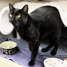 Kumiko (also known as Crouching Tiger) was reunited with her family after going missing eight months ago 1100km from home in the US.