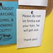 Vet clinic's warning signs about resident cat Simba