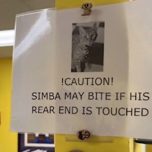 Vet clinic's warning signs about resident cat Simba