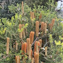 Banksia Bird Song