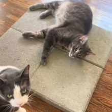 Cat rolling around on concrete slab