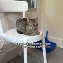 Porchy the cat was returned to the shelter less than two days after being adopted because he meowed for attention