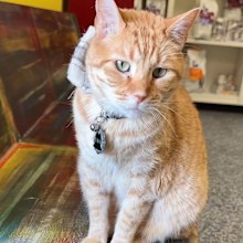 Simba the resident cat of a US vet clinic