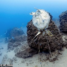 The photo snapped by Gold Coast diver Ian Banks. (Ian Banks.)