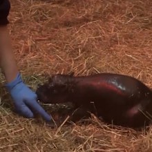 Edinburgh Zoo welcomes new baby pygmy hippo Haggis