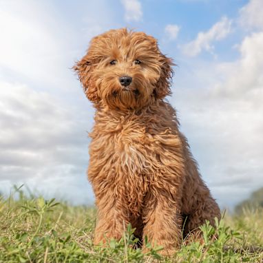 5. Goldendoodle