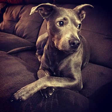Blue Lacy dog