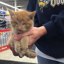 Freya was born without eyes. (Image: Wags 2 Wishes Animal Rescue)