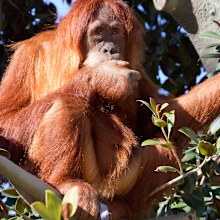 Young male Sumatran Orangutan born and raised at Perth Zoo is about to be released into the wild in Indonesia (AAP)