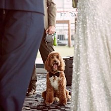 COVID wedding couple dog ring bearer