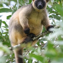 A Lumholtz Tree Kangaroo. (Supplied, Atherton Bluegum)
