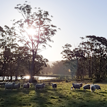 Southern Highlands sheep
