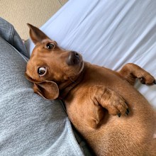 Coco