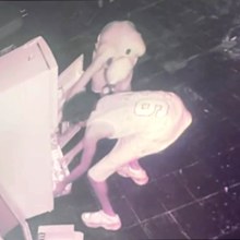 Alleged Lasagne theft