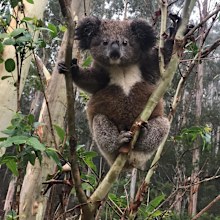 Baby Koala found in Fernbrook, NSW