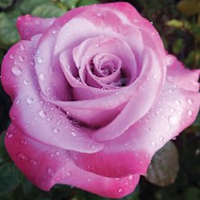 Gardening tips roses