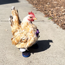@calliope.nubz.insta chicken that wears shoes