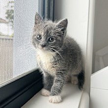 One of the kittens being fostered at The Kitten Sanctuary.
