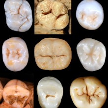 Researcher Aida Gómez-Robles examined 931 teeth belonging to a minimum of 122 individuals. Credit: Aida Gómez-Robles