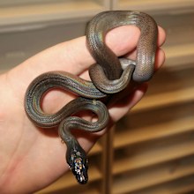 A stunning hatchling bred by Jake Thomas from Unreal Reptiles.
