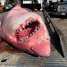 "Unfortunately, this giant was located washed up on the beach," US Police said after the great white shark has found.