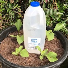 DIY drip system, gardening hack