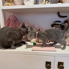 Khloe Kardashian's cats Grey Kitty and Baby Kitty