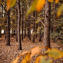 Autumn foliage in Canberra