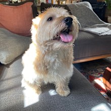 Elwood the 8-year-old Norwich Terrier suffered tick paralysis but has made a full recovery.
