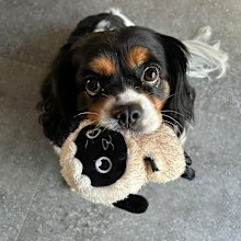 Quinn with Lamby kmart pet toy