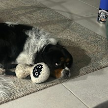 Quinn with Lamby kmart pet toy