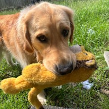 Golden Retriever 