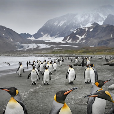 St Andrew's Bay, South Georgia 
