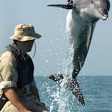 A US Navy dolphin in 2003.