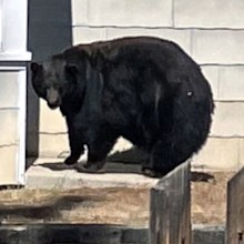 Locals dubbed the bear "Hank the Tank" after a spate of property damage.