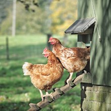 Two hens standing on a wooden ladder outside their henhouse.