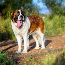 Saint Bernard looking up adoringly while walking on a path in the dog park