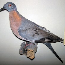 A mounted male passenger pigeon.