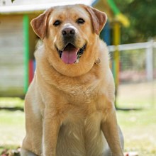 Pet obesity awareness day Stanley