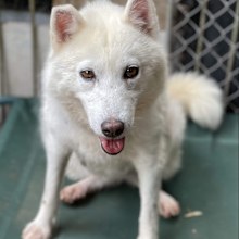 Doggie Rescue Ingleside: Alaska