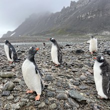 She said while spectacular Antarctica 'was dying'.