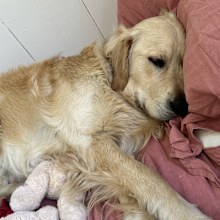 Golden retriever sleeping on pillows
